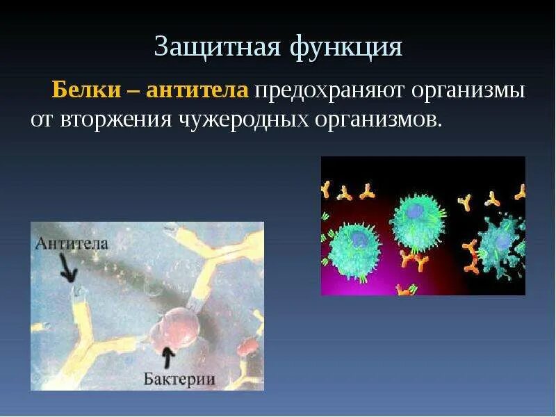 Функция белков антител. Защитная функция белков. Защитная функция белков антитела. Белки антитела функция.