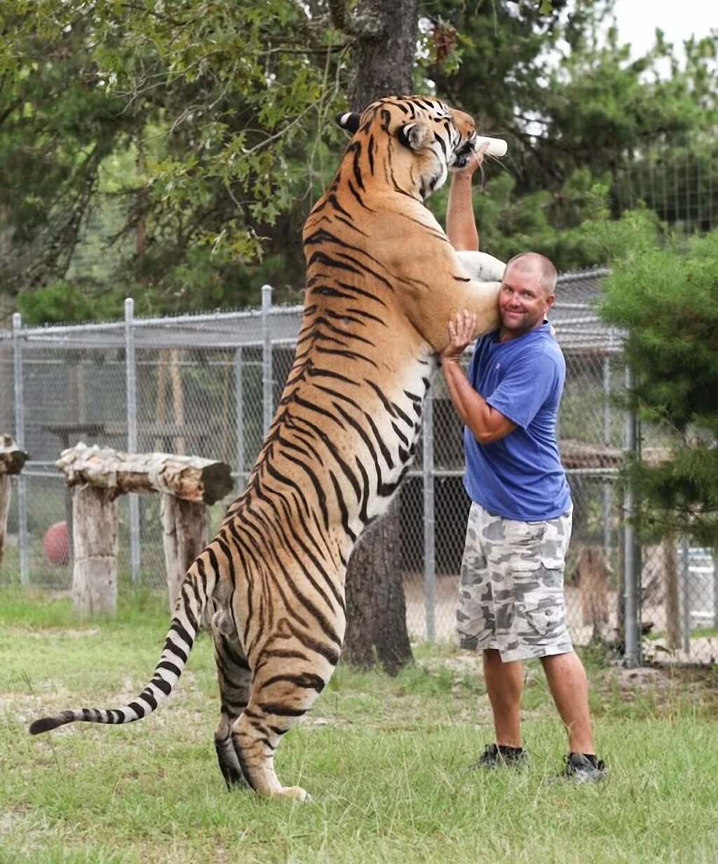 Какая длина тигра. Уссурийский тигр вес. Амурский тигр вес и рост. Гигантский тигр. Тигр рядом с человеком.