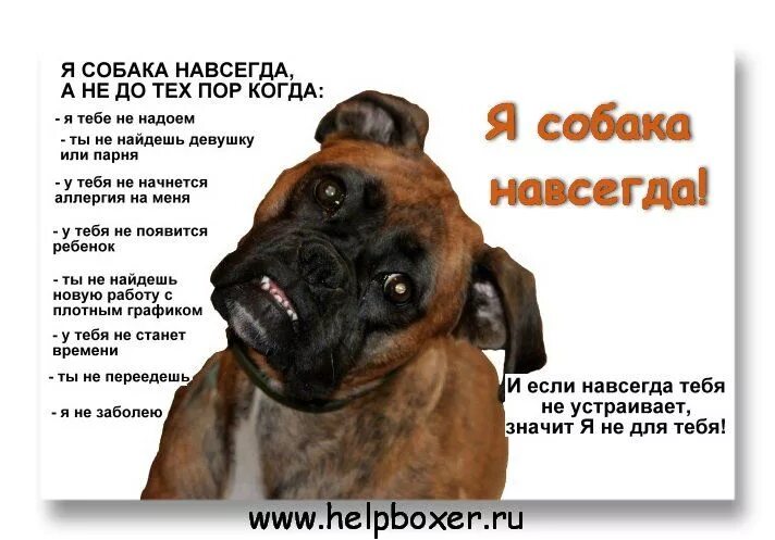 Сдать собаку навсегда. Собака это навсегда. стих о собаке боксер. я собака навсегда. с днем рождения немецкого боксера.