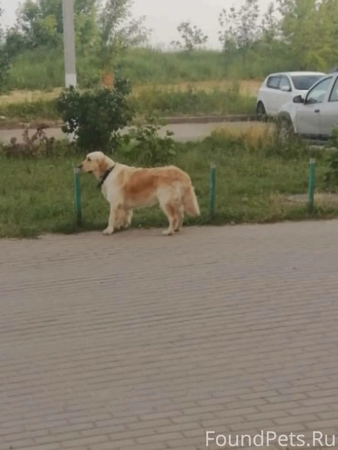Дворняга барбос. Собаки электросталь. Собака макс. Собаки электросталь. Фенотип овчарки.