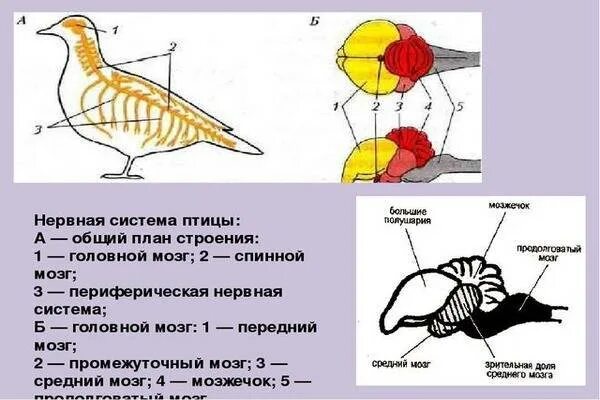 Развитый мозжечок у птиц. Нервнаяная система птиц. Строение нервной системы голубя. Нервная система птиц. Нервная система птиц схема.