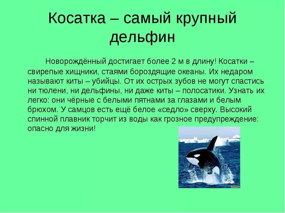 Касатка кратко. Косатка. Доклад про касатку. Косатка краткое описание. Касатка рассказ для детей.