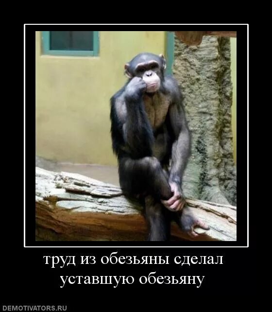 Не уставай делать. Обезьяна демотиватор. Труд из обезьяны сделал. Труд сделал человека. Труд сделал из обезьяны уставшую.