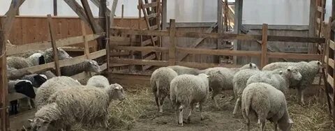 Ферма капри калужская область