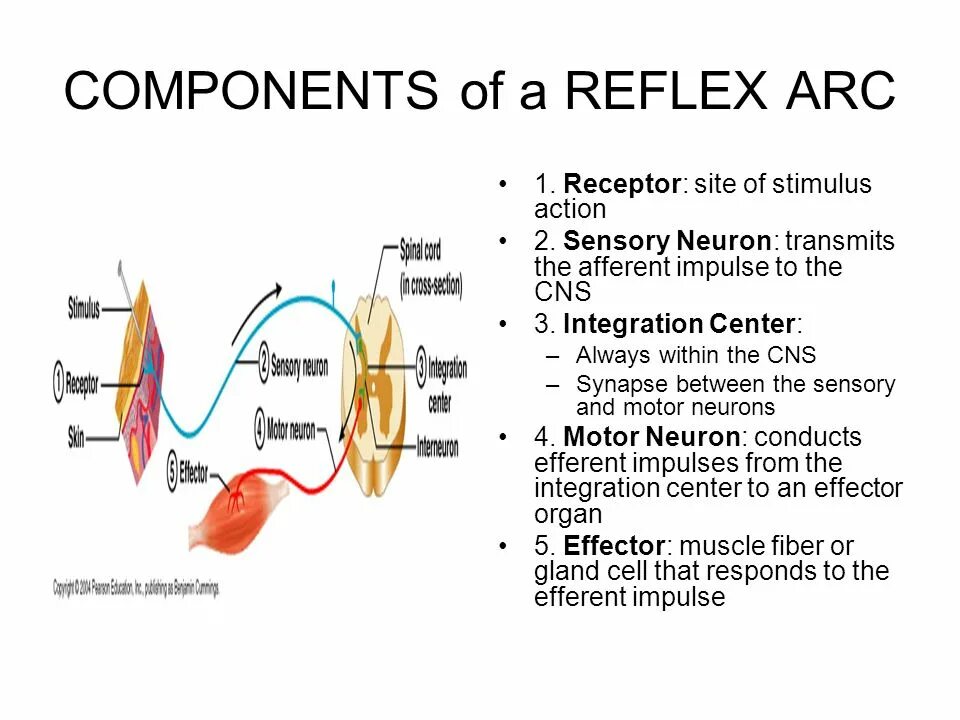 Рефлекс клетки. Reflex Arc. Reflex Actions. Reflex Arc Complex. Components of Autonomic Reflex Arc.