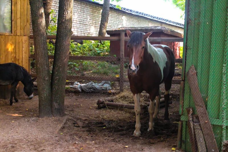 Витебск зоопарк. Иваново зоопарк лошади хром. Витебск зоопарк фото. Животные в зоопарке Витебск. Зоопарк витебск