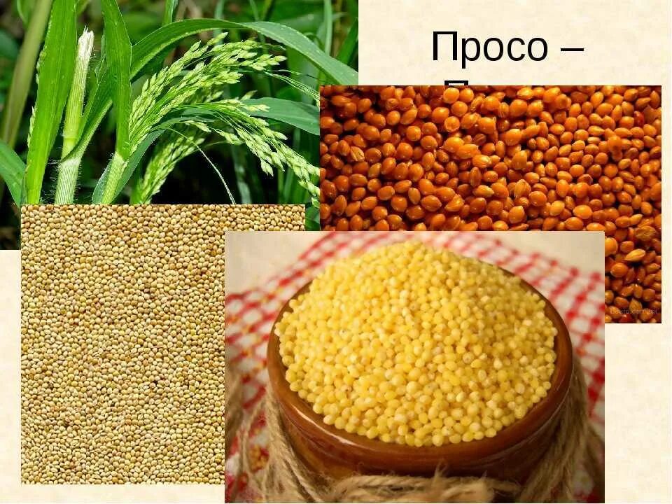 Маш из какой крупы