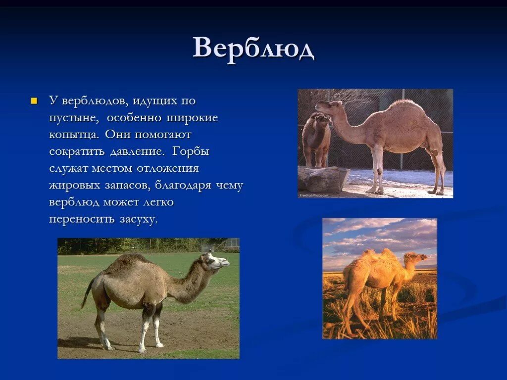 Доклад про верблюда. Физиологическая адаптация верблюда. Доклад про верблюда. Адаптации животных в пустыне. Приспособления верблюда к жизни в пустыне.