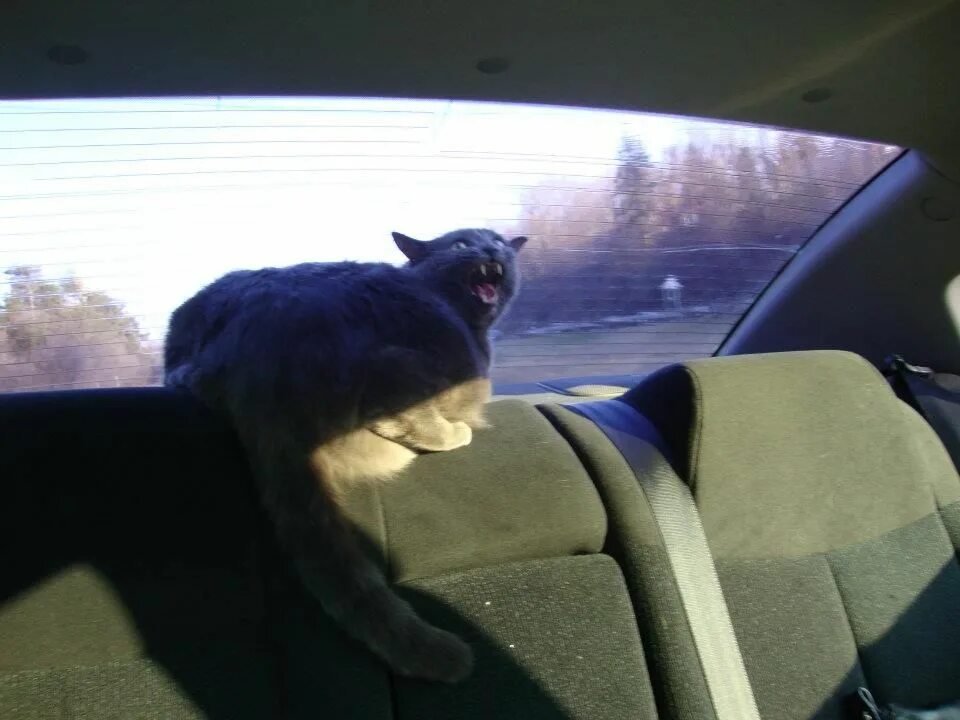 Кошка ездит. Кот в автомобиле. Коты за рулем. Кот сидит в машине. Машины с котами.