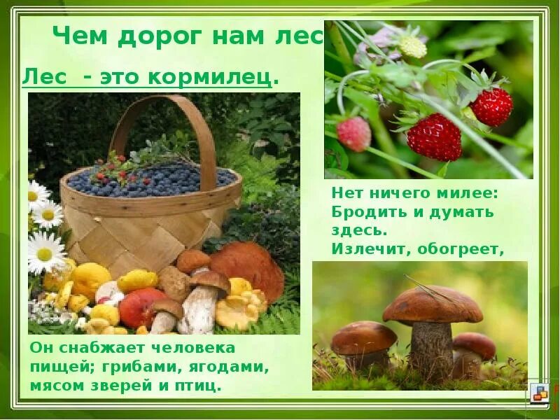 Лес грибы ягоды. Презентация лес грибы ягоды. Тайга ягоды и грибы. Надпись ягоды грибы. Презентация лес грибы ягоды.