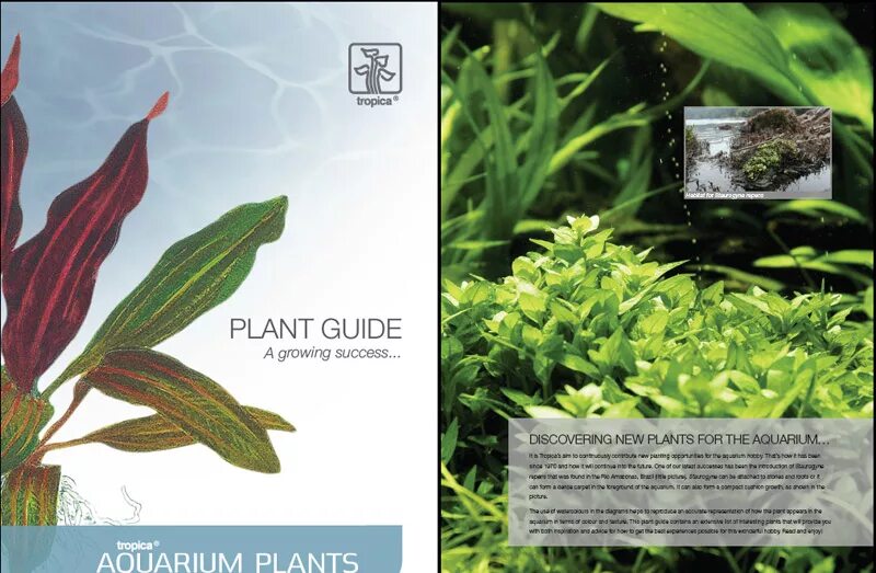 растения для аквариума с названиями. определитель аквариумных растений. аквариумные растения с фото и описанием. длиннолистовые аквариумные растения. аквариумные растения с фото и описанием.