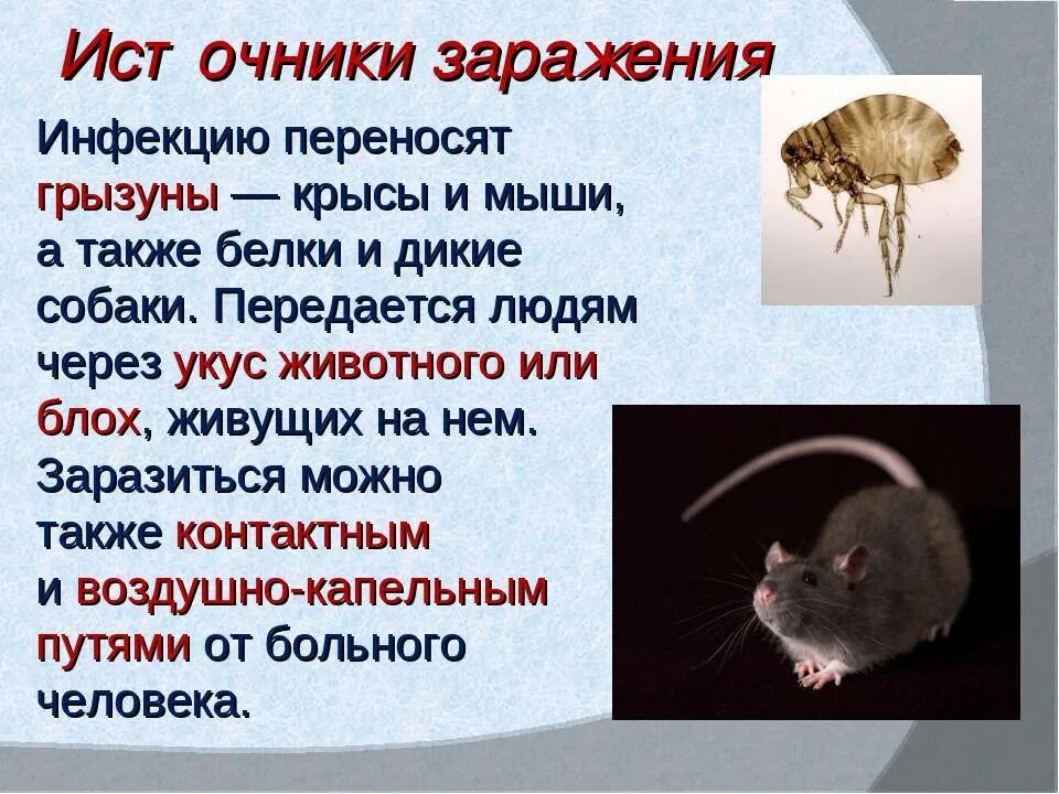 Роль грызунов в жизни человека. Мыши переносчики заболеваний. Крысы переносчики болезней. Мыши крысы переносчики болезни.