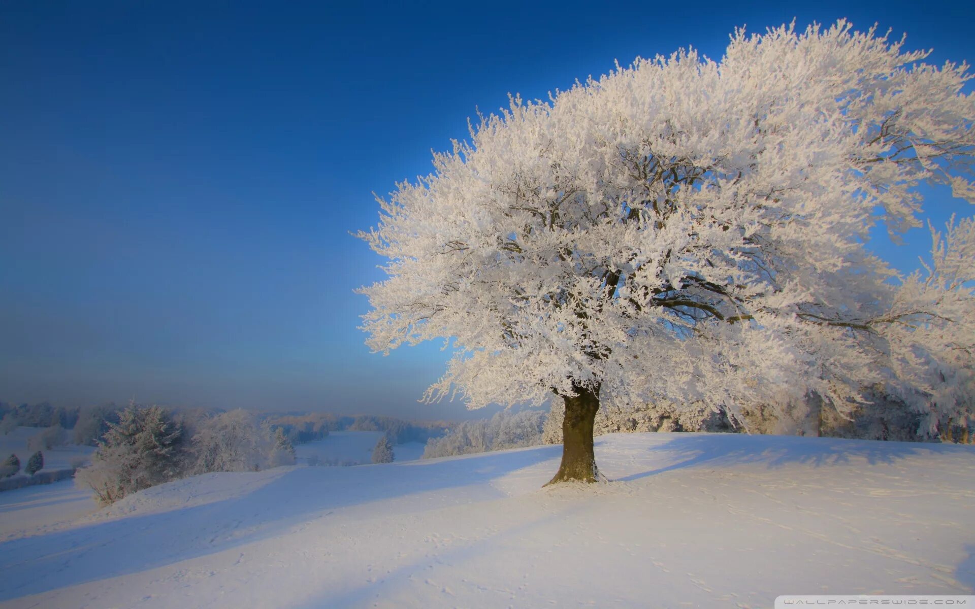 Is winter beautiful. Зимнее дерево. Деревья в снегу. Иней на деревьях. Зимняя природа.