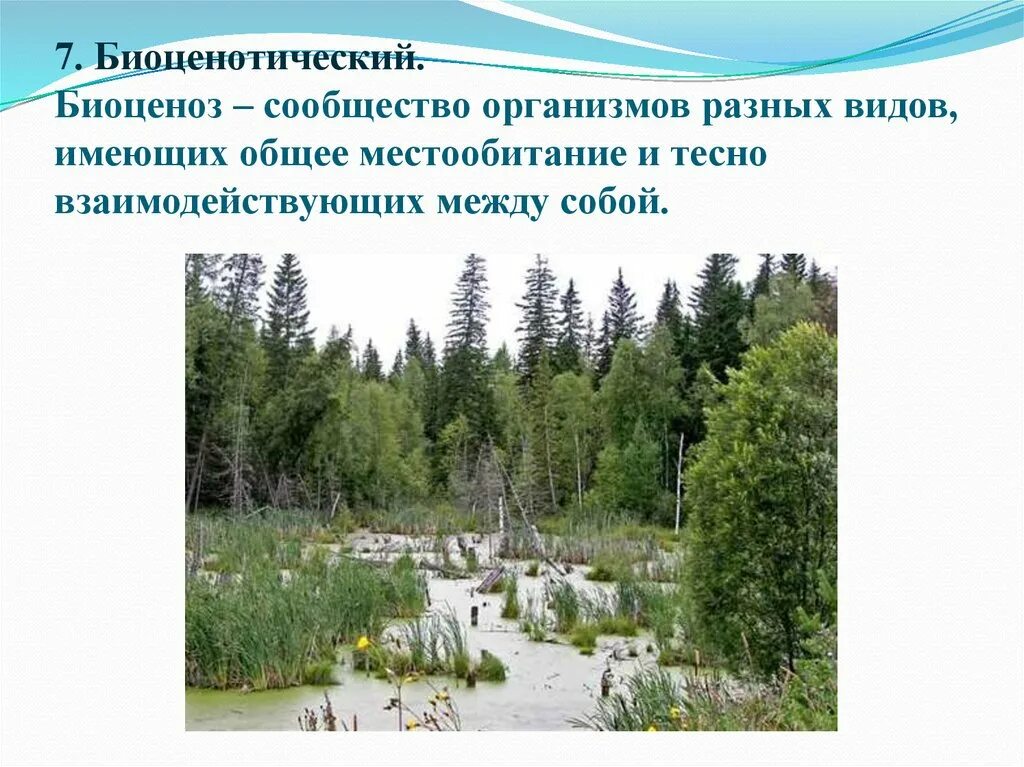 Биоценотический уровень организации жизни. Уровни организации живого биоценотический. биоценотический уровень жизни. популяционно видовой и биоценотический.