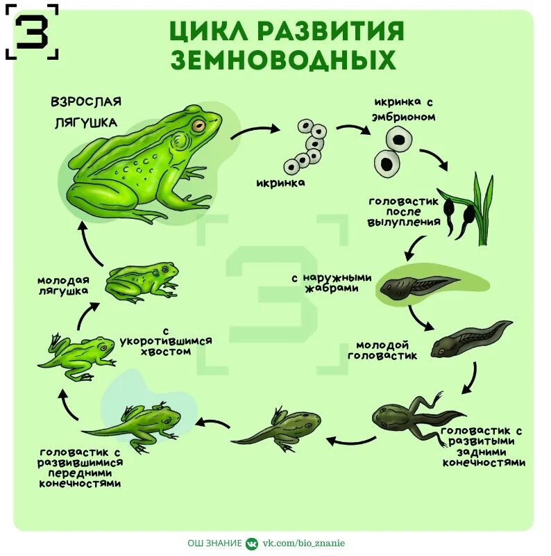 Цикл развития лягушки 3 класс. Стадии жизненного цикла лягушки. Цикл развития лягушки схема. Этапы развития земноводных стадии. Сходства в размножении земноводных и рыб