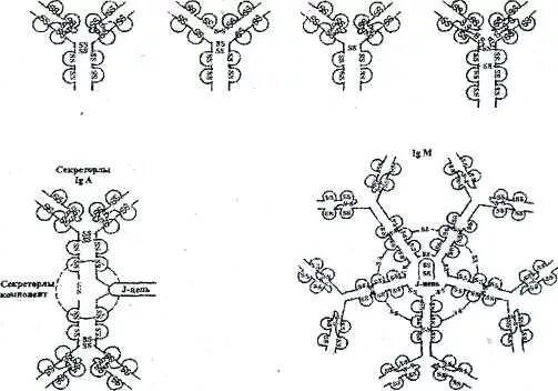 Схема строения секреторного иммуноглобулина а. Секреторный и сывороточный иммуноглобулин а. Иммуноглобулин схема. Иммуноглобулин g.