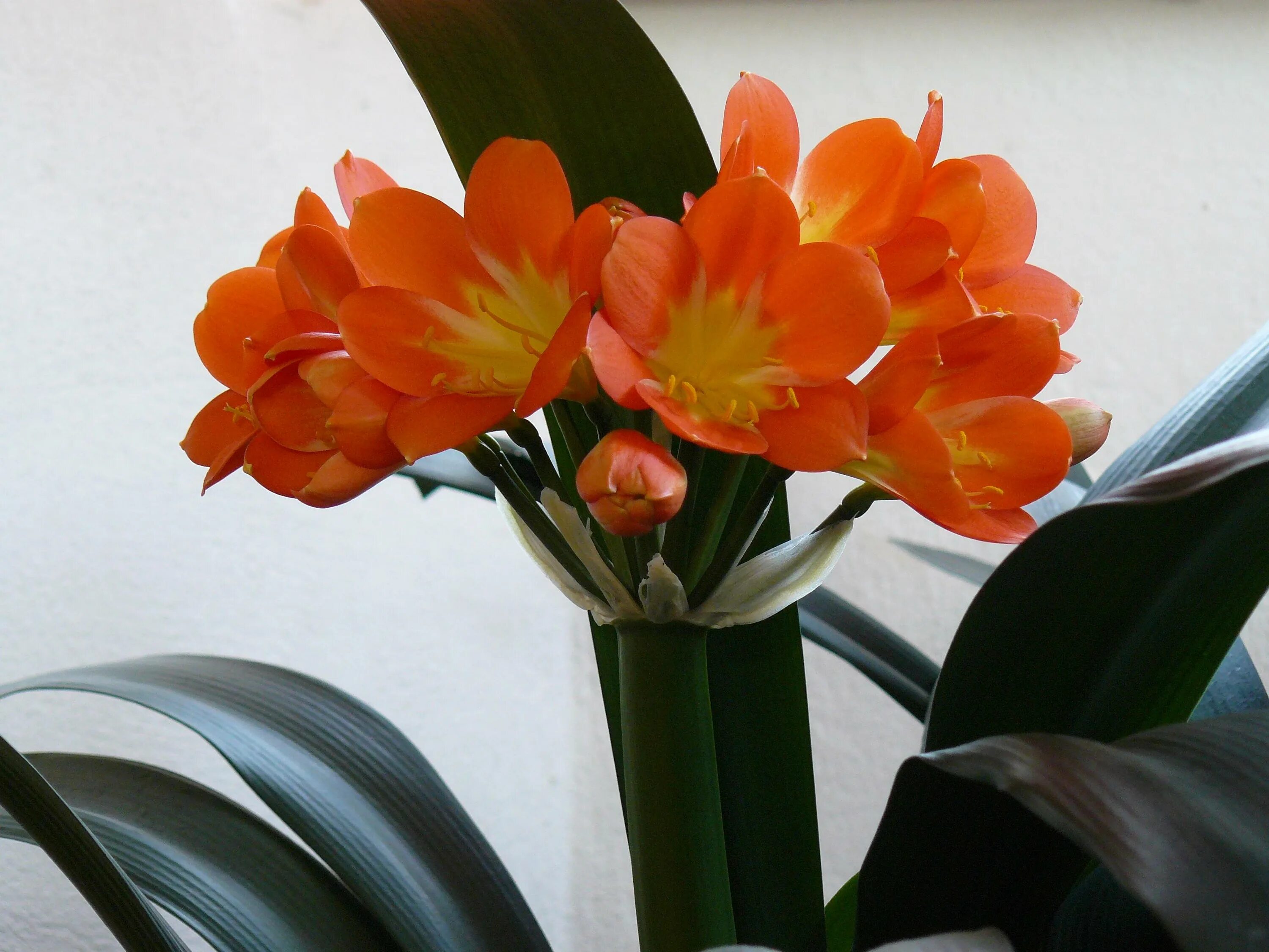 Кливия киноварная. Цветок Кливия киноварная. Кливия miniata. Clivia Orange цветок. Кливия как ухаживать