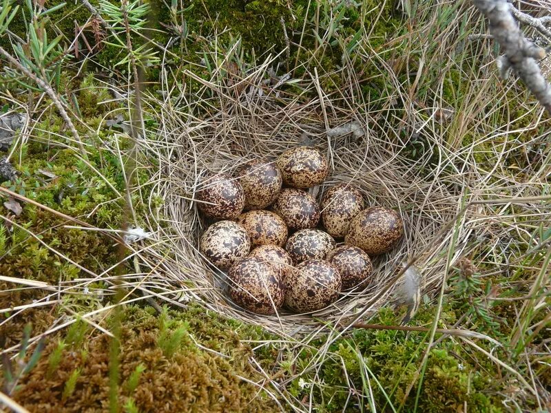 тетерев косач гнездо. яйца капалухи глухарь. капалуха астафьев иллюстрации. капалуха астафьев иллюстрации. глухарь птица капалуха.
