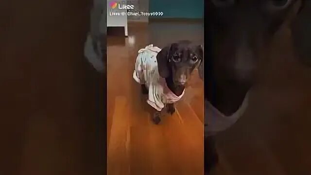 Как сделать собачку из тик тока