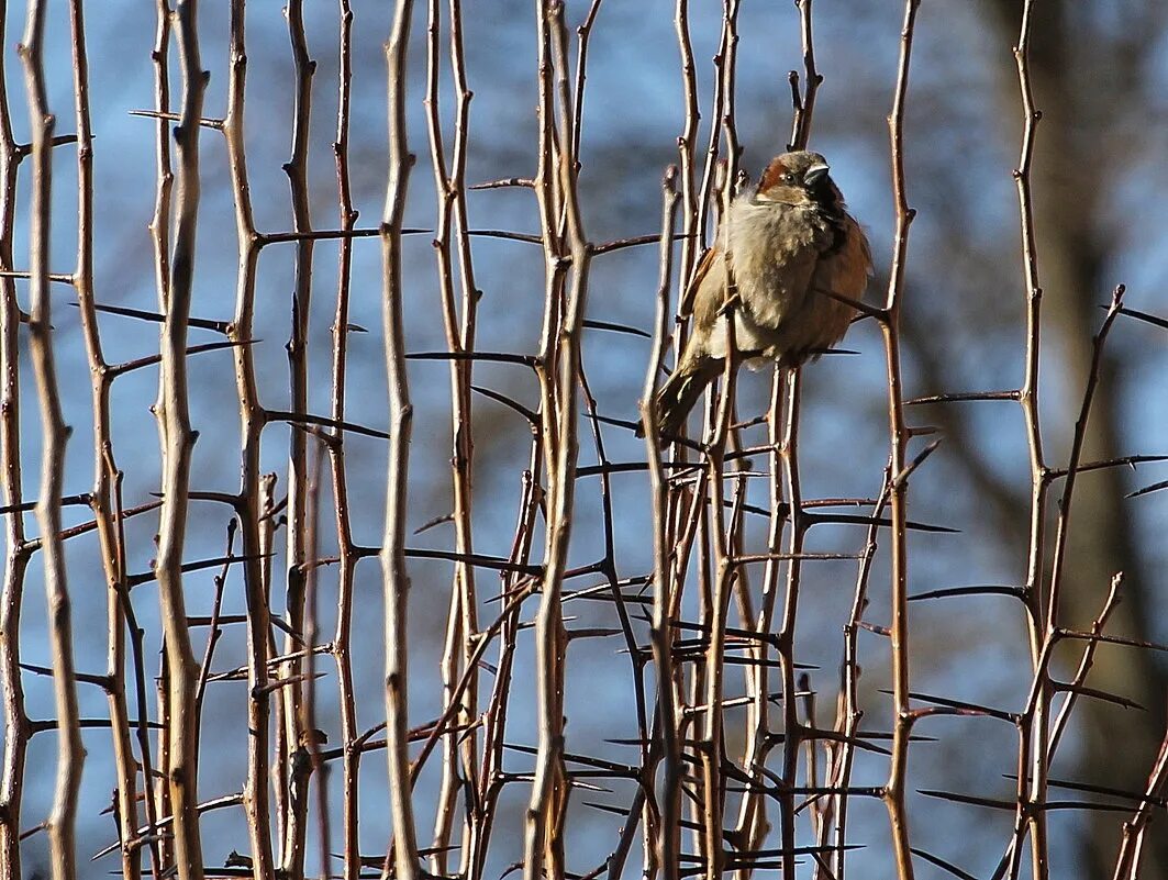 Поющие в терновнике птичка. Поющие в терновнике птица. Две птицы в полете. Воробей городской. Птица с шипом терновника.