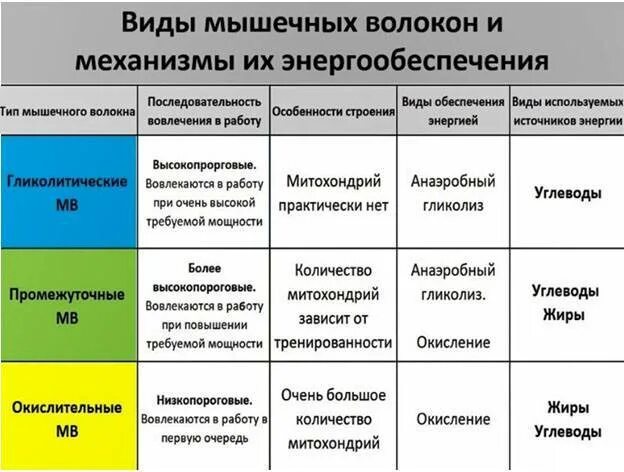 Характеристика типов мышц. «сравнительная характеристика типов мышечных волокон». типы мышечных волокон таблица. быстрые и медленные мышечные волокна таблица. характеристика быстрых гликолитических мышечных волокон.