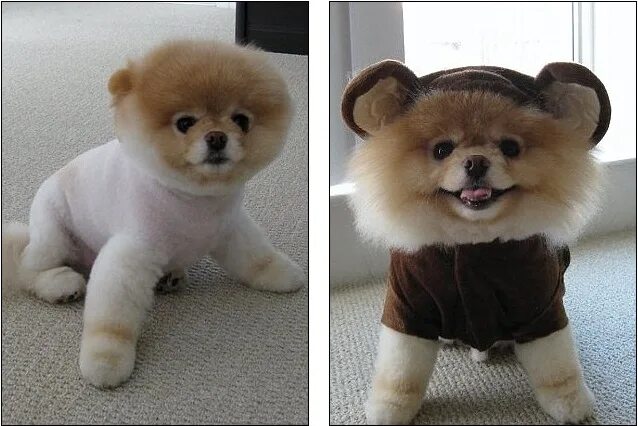 Boo am