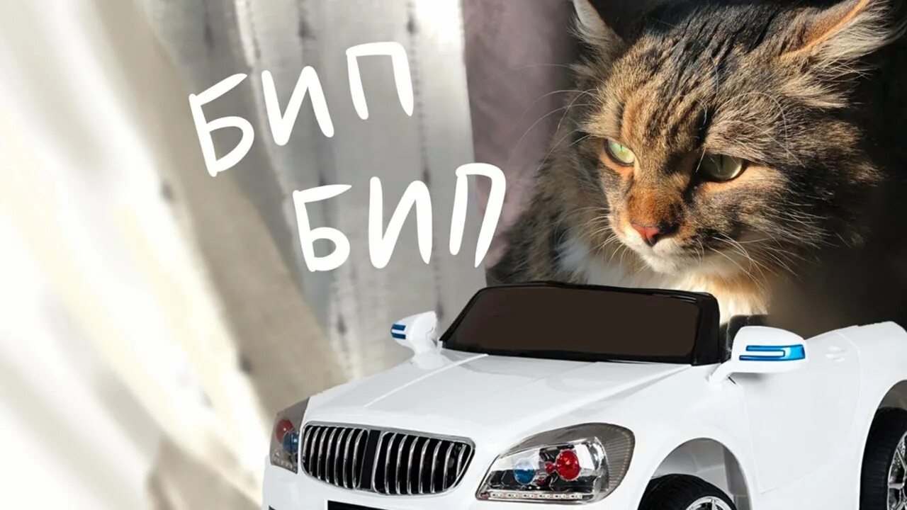 Включи котэ машина. Кот в машине. Котик на машинке. Кошачья машина. Селфи кота с машиной.