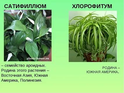 Растения и их страны