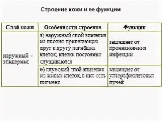 Слой кожи особенности строения функции таблица
