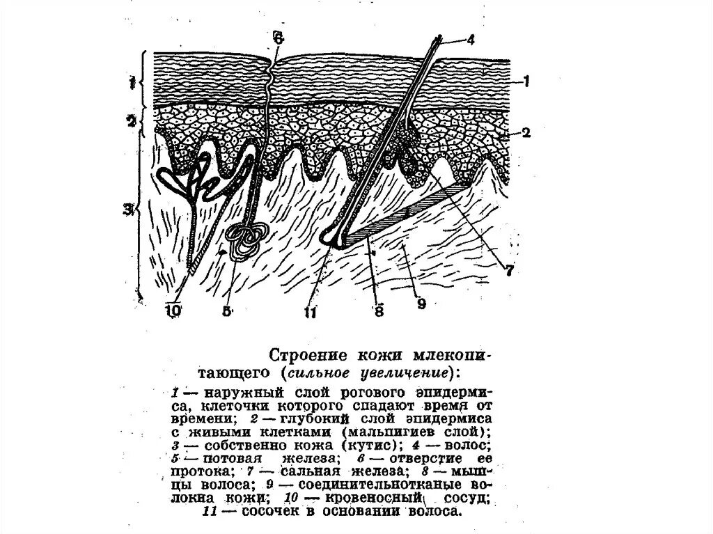 Кожа у птиц тонкая. Кожный Покров млекопитающих схема. Строение кожного Покрова млекопитающих рисунок. Строение кожного Покрова млекопитающих схема. Строение кожи животных анатомия.