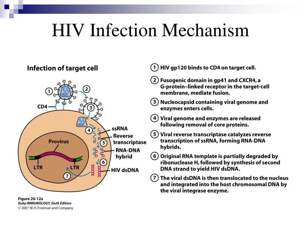 HIV virus. HIV-4 вирус. HIV mechanism. РНК HIV. Human immunodeficiency virus