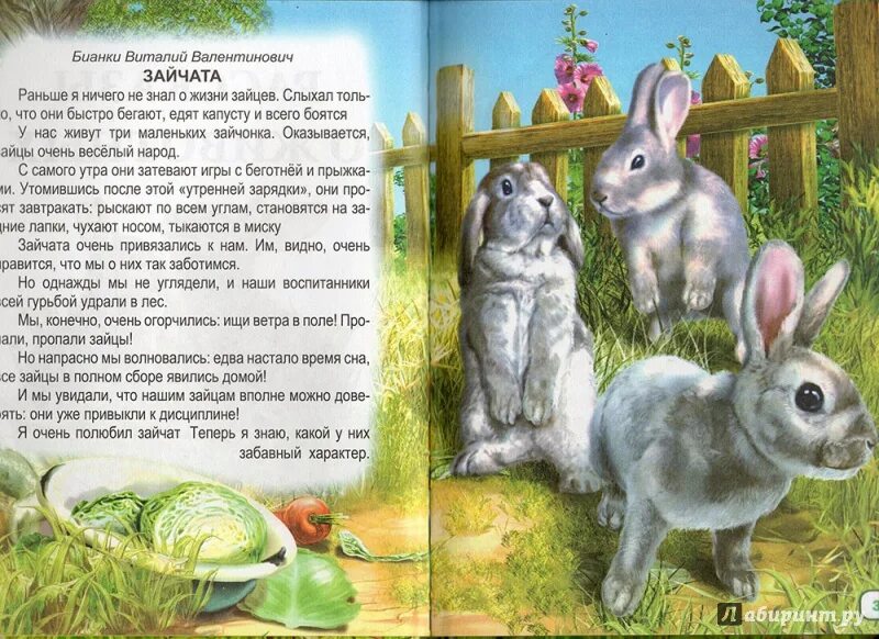 Небольшой рассказ про. Рассказы о животных. Рассказ про зверей. Маленький рассказ о животных. Короткие рассказы о животных для детей.