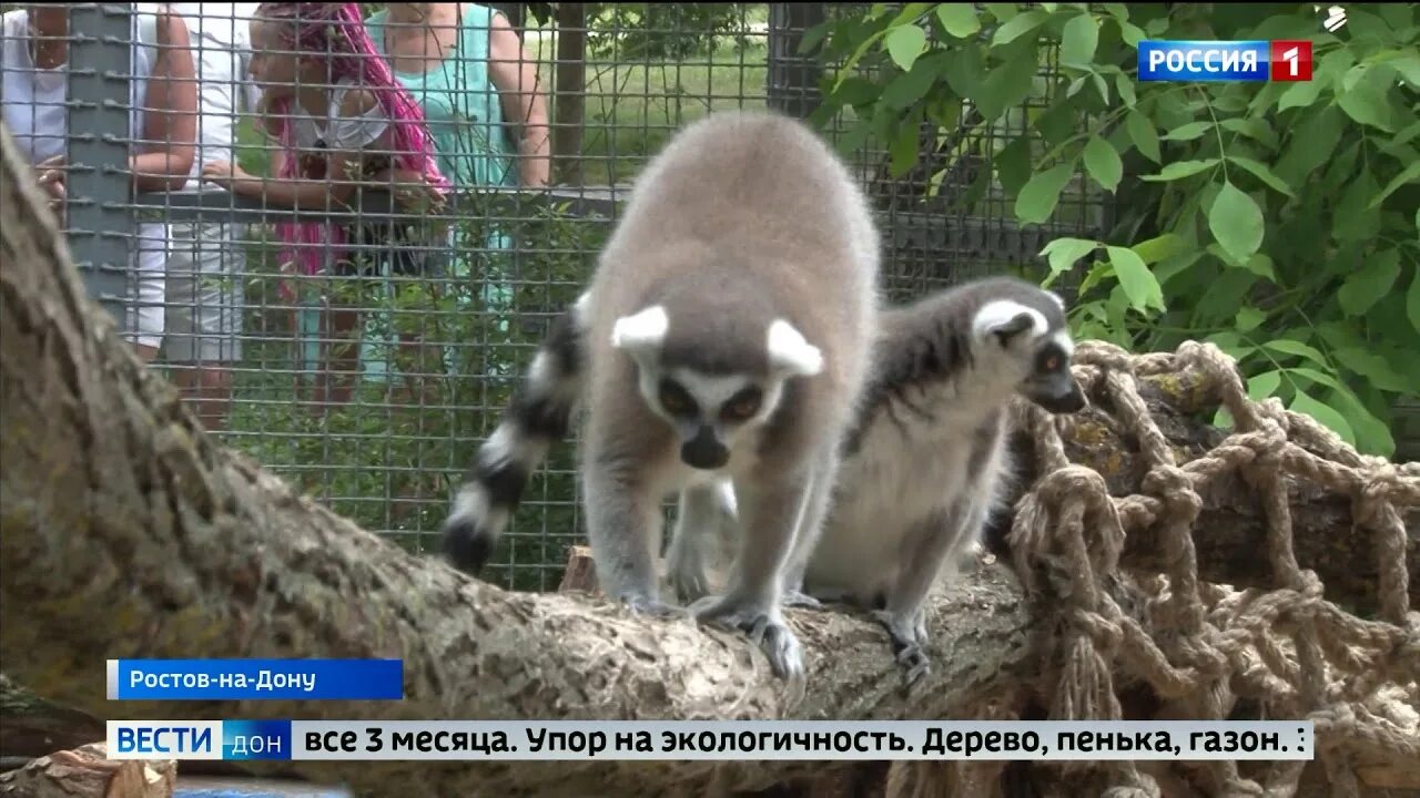 Сколько стоит билет в зоопарк ростов. Зоопарк Ростова-на-Дону. Ростовский на Дону зоопарк. Ростовский зоопарк Ростов-на-Дону 2022. Ростовский зоопарк животные.