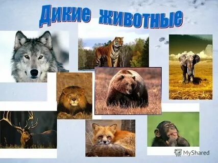 Признаки диких