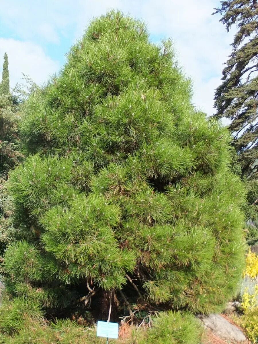 Сосна Палласа Крымская. Сосна Крымская (Палласа) Pinus pallasiana. Сосна черная Крымская. Сосна Чантри Блю. Сосна крымская купить