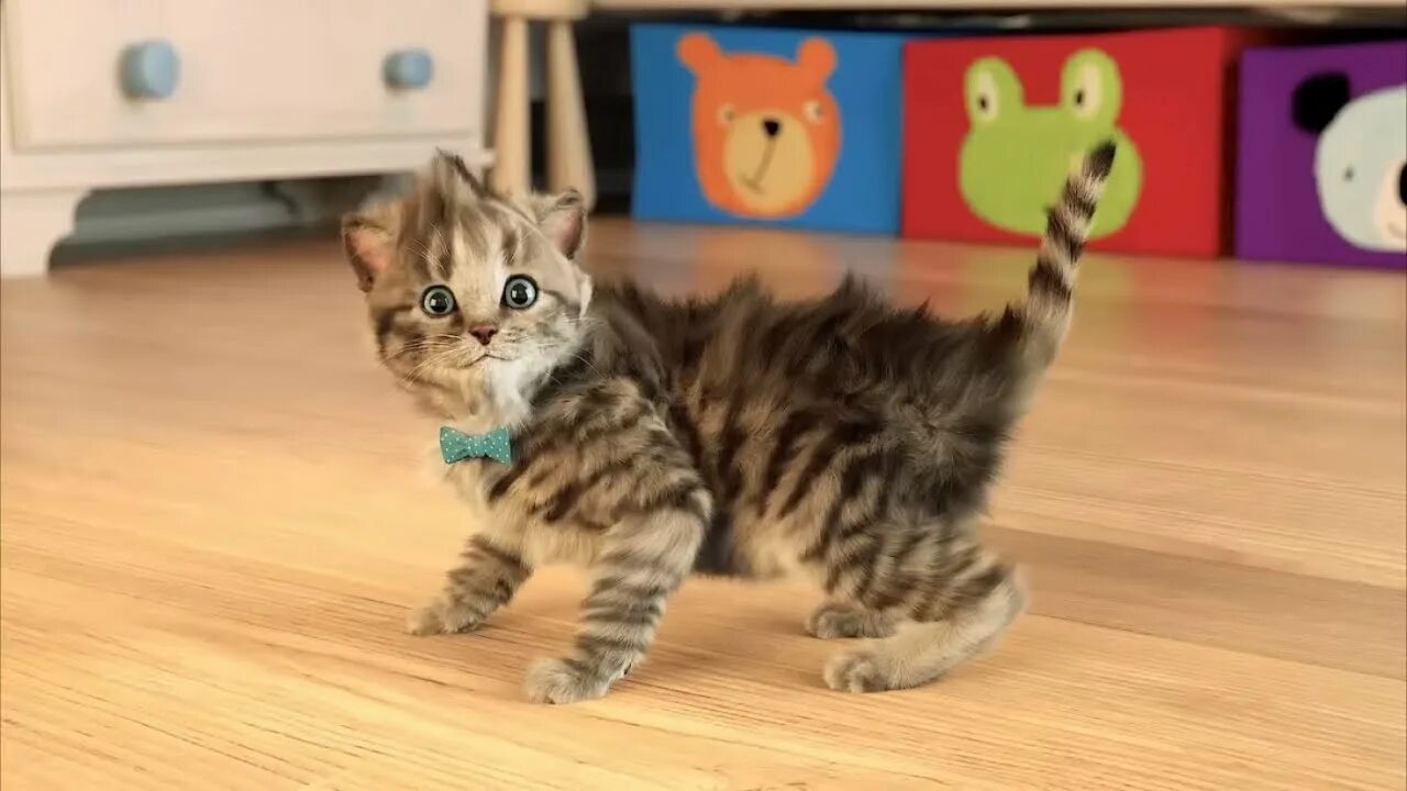 My little kitten