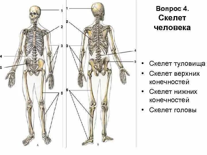 Опорно двигательная система скелет туловища. Опорно двигательная система скелет верхней конечности. Скелет человека. Скелет туловища, головы и конечностей.. Скелет туловища верхних и нижних конечностей.