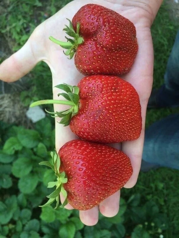 Хорошая крупная клубника. Хорошая крупная клубника. Сорт клубники брилла. Клубника сорт гигант джорнея. Хорошая крупная клубника.