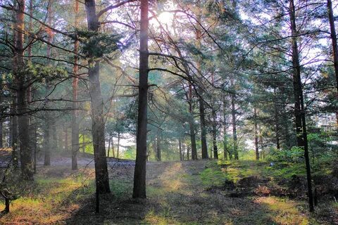 Русский лес какой