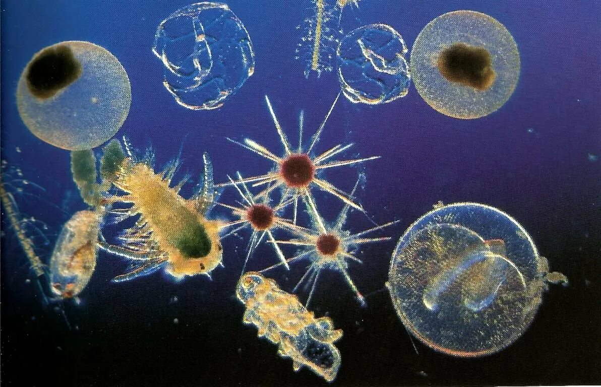 Планктон мирового океана. Фитопланктон нанопланктон зоопланктон. Циклоп зоопланктон. Зоопланктон одноклеточные. Зоопланктон инфузории.