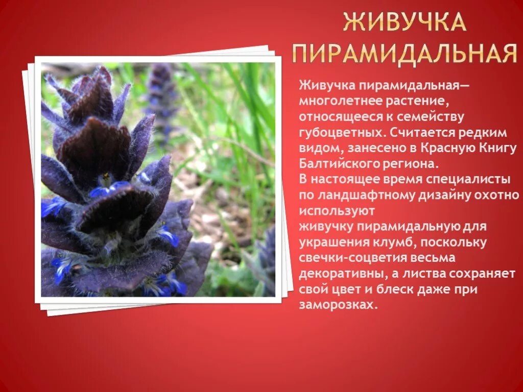 Краснокнижные растения первоцвет весенний. Растения ис красной книге. Лилия кудреватая красная книга краткое описание. Доклад краснокнижные растения. Венерин башмачок красная книга красноярского края.