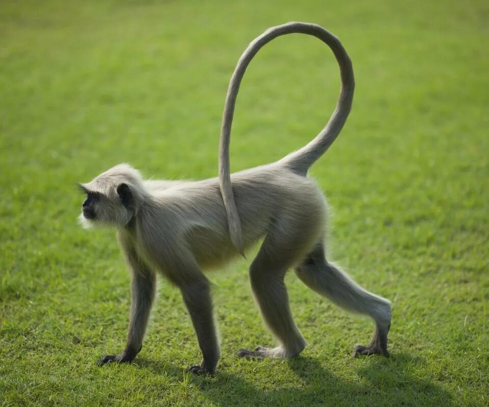 The animal s tail. Хвост зебры. Животные с хвостами. Хвост тигра. Хвосты животных.