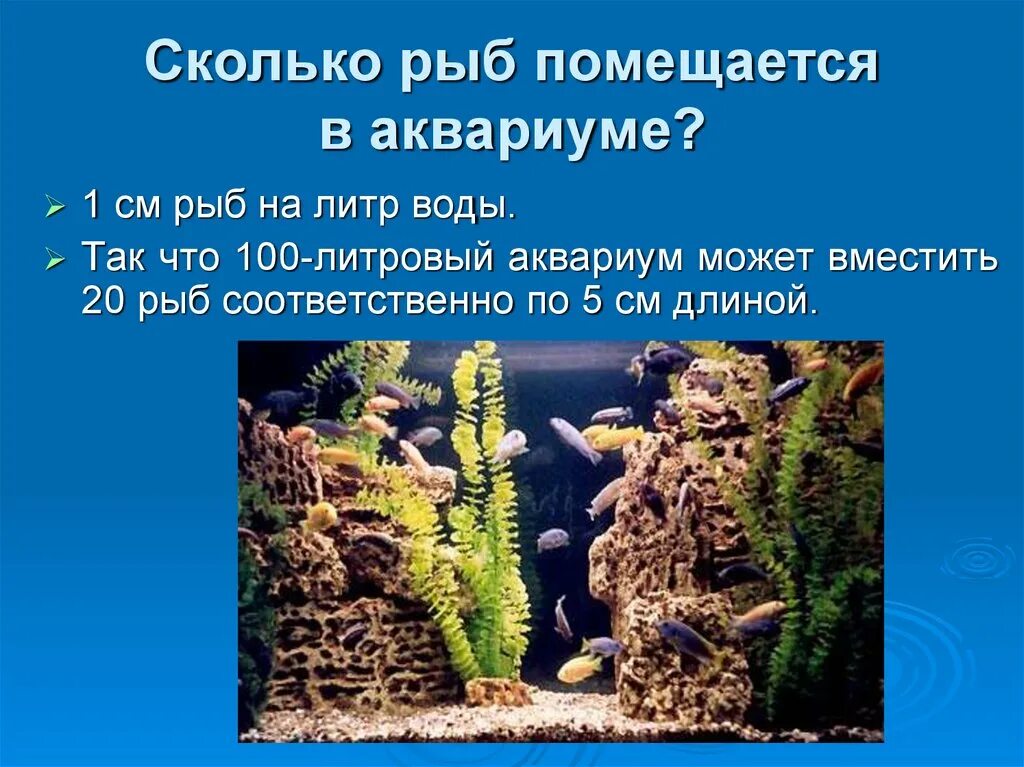 Сколько рыб на литр. Сколько литров воды надо на одну рыбку. Сколько рыб на литр аквариум. Сколько литров воды на 1 рыбку в аквариуме. Сколько нужно воды на 1 рыбку в аквариуме.