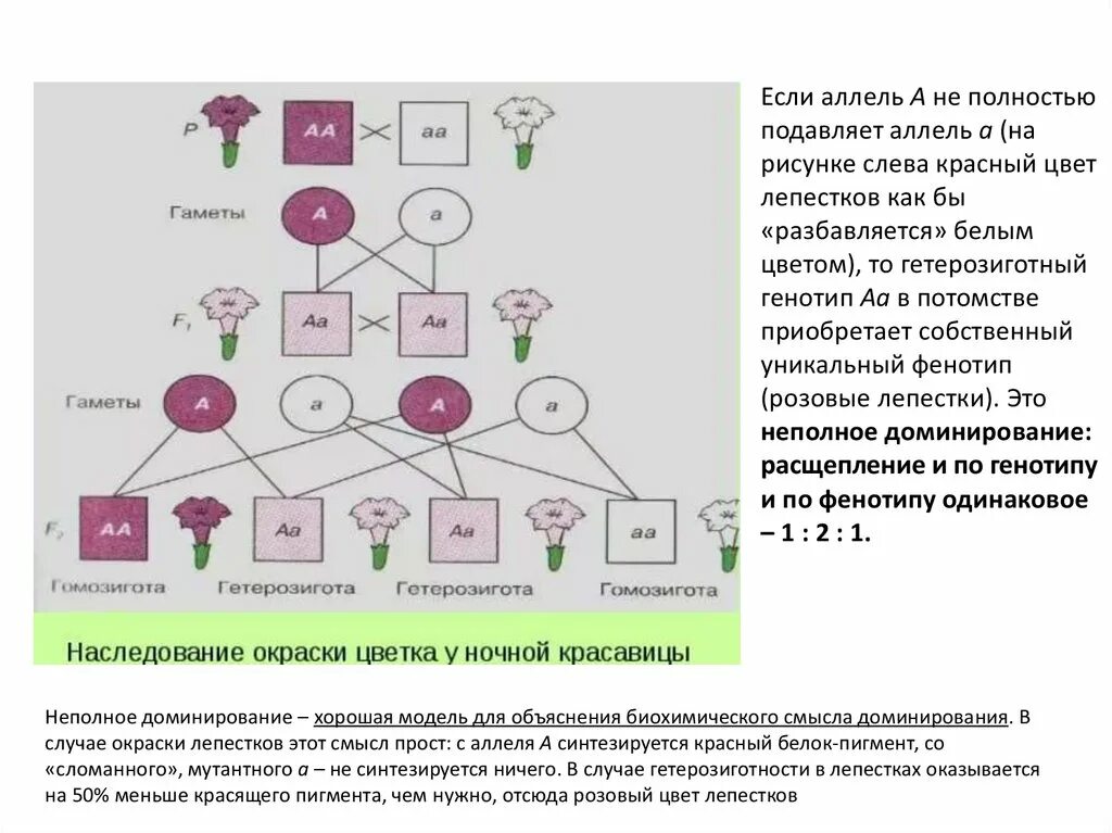 Полное доминирование расщепление по генотипу. Неполное доминирование расщепление. Наследование окраски цветков у ночной красавицы. Ожидаемая гетерозиготность. Ytgjkyjt ljvbybhjdfybt e yjxyjq rhfcfdbws.