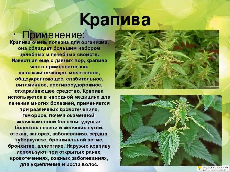 Какие листья используют в медицине