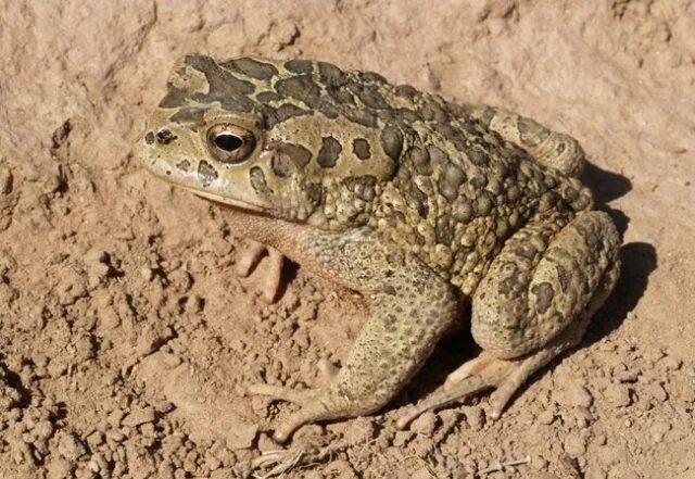 Земноводные пустыни. Пустынная австралийская жаба. Пустынный узкорот лягушка. Мавританская жаба. Аридна жаба.