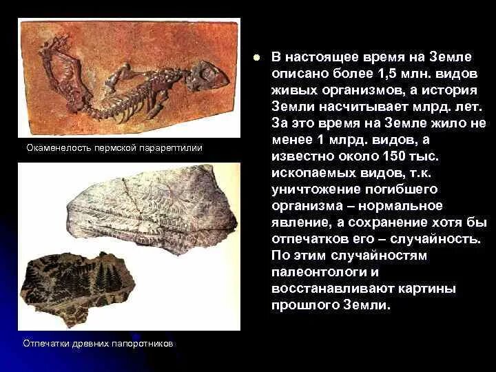 Окаменелости и Отпечатки ископаемых организмов. Останки ископаемых организмов. Ископаемые остатки организмов. В окаменелостях древнейшие организмы. Организмы древних времен