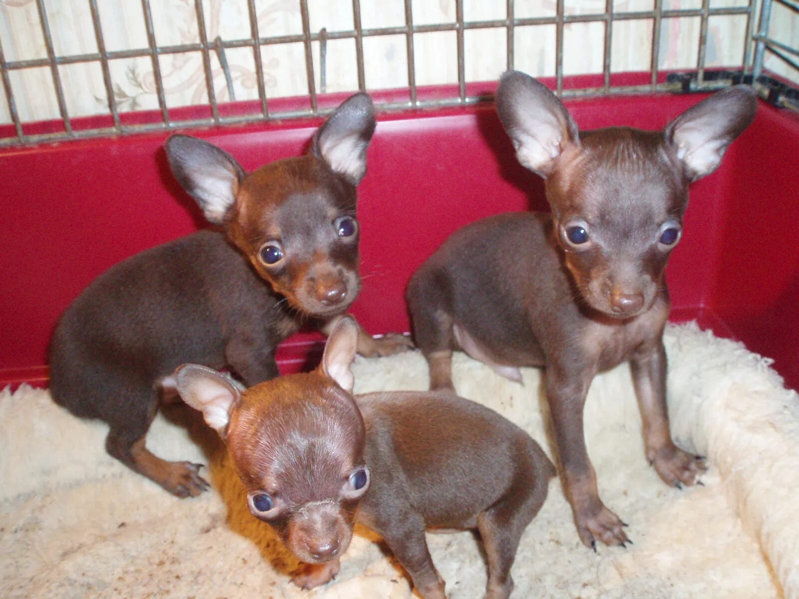 Русский той шоколад. Сотелеан той питомник той терьера. Сотелеан той терьер. Той терьер цвета. Той-терьер гладкошерстный мини щенок.