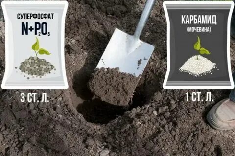 Почва для гортензии метельчатой