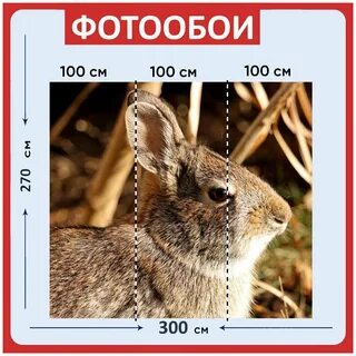 Золотистый заяц сканворд